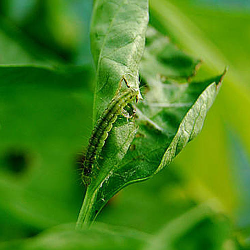 world of chillies catepillar on chilli leaf