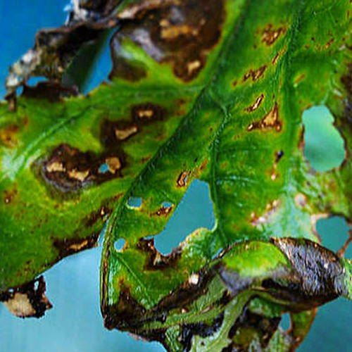 world of chillies chilli deficient leaf