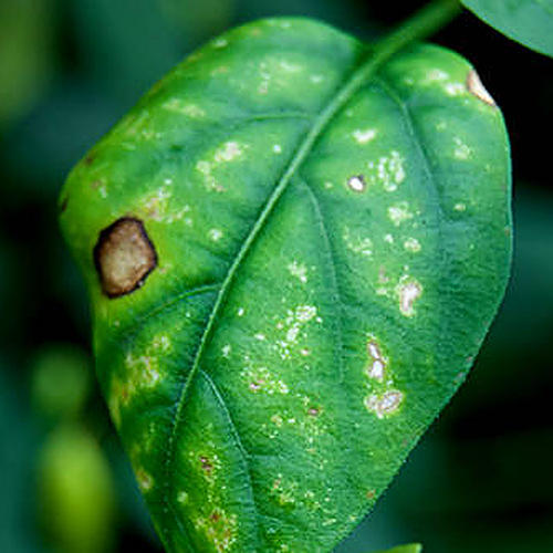world of chillies chillie deficiency in leaf