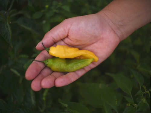 aji pineapple chilli plant with ripe pods