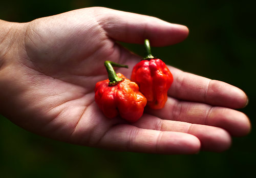  Antillais Caribbean Chilli Pods 