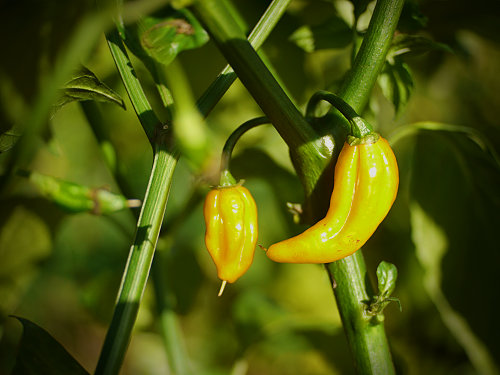  Fatalii Chilli Plant 