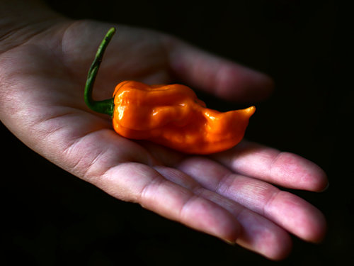  Fatalii Chilli 
