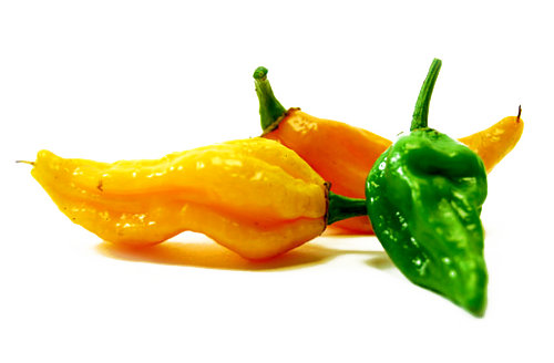  Fatalii Chilli Pods 