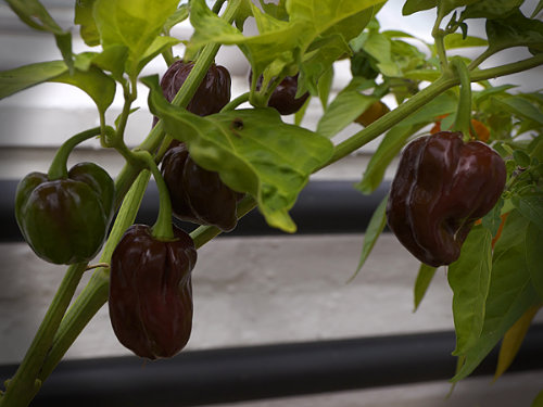  Chocolate Habanero Chilli Plant 