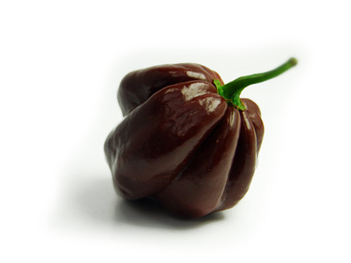 Chocolate Habanero Chilli Pod 