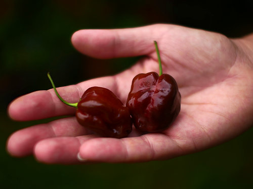  Chocolate Habanero Chillies 