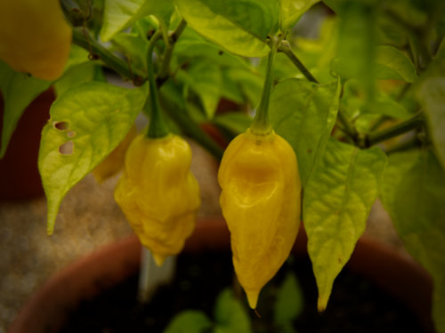  Lemon Habanero Chilli Plant 