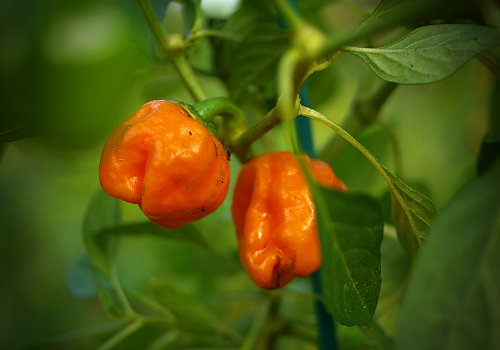  Mustard Habanero Chilli Plant 
