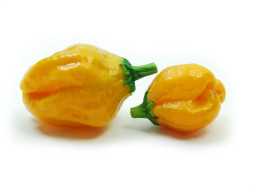  Mustard Habanero Chilli Pods 