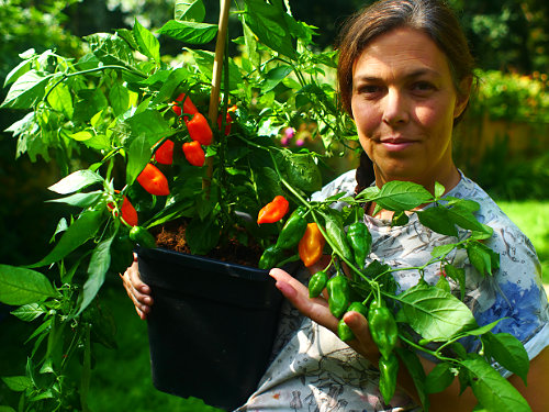  Orange Habanero Chilli Plant 