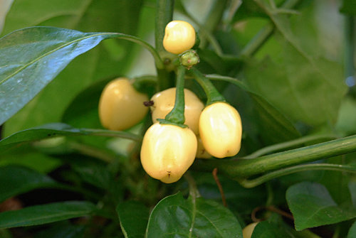  White Habanero Chilli Plant 