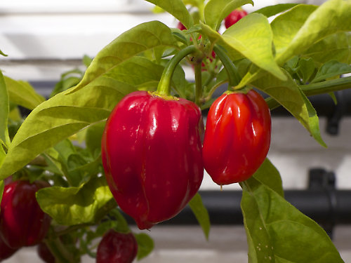  Caribbean Red Habanero Chilli Plant 