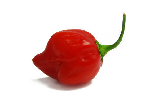  Caribbean Red Habanero Chilli 