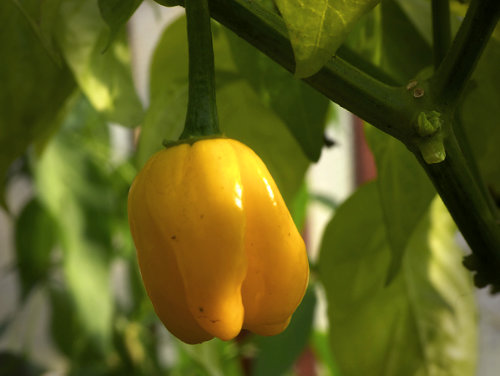  Yellow Habanero Chilli Plant 