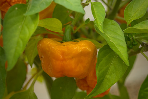  Jamaican Hot Chilli Plant 