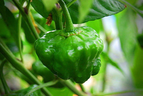  Jamaican Hot Chilli Plant 