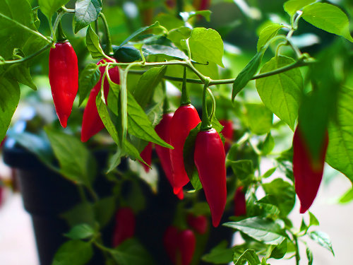  Paper Lantern Chilli Plant 