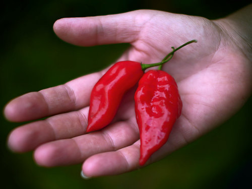  Paper Lantern Chillies 