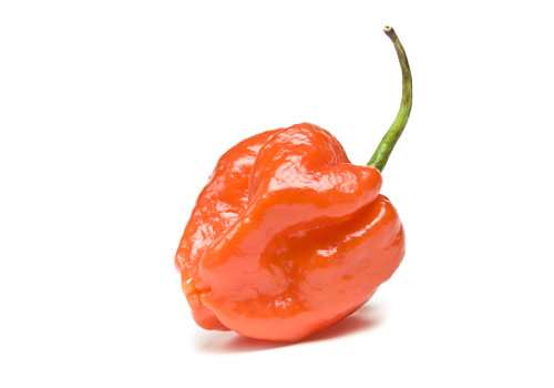  Scotch Bonnet Chilli Pod 