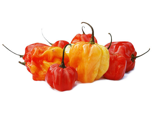  Scotch Bonnet Chilli Pods 