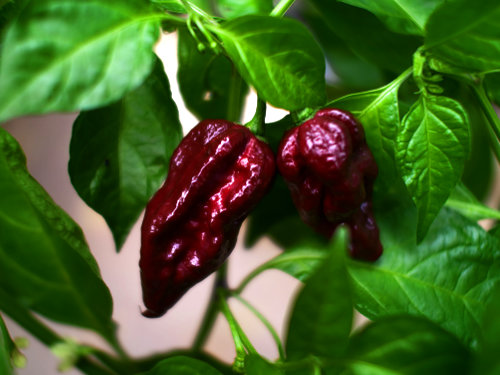  Chocolate Bhut Jolokia Chilli Plant 