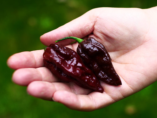  Chocolate Bhut Jolokia Chillies 