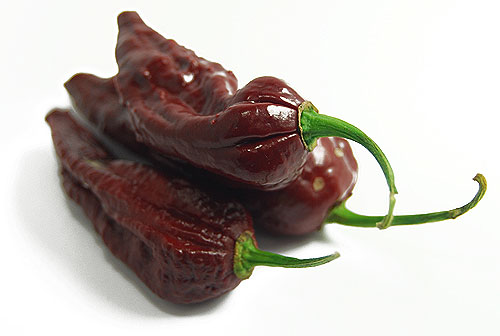  Chocolate Bhut Jolokia Pods 