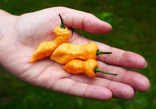  Peach Bhut Jolokia Chillies 