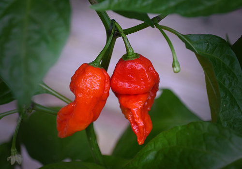  Red Bhut Jolokia Chilli Plant 