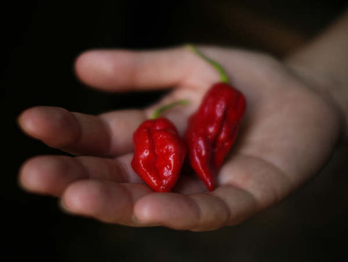  Red Bhut Jolokia Chillies 