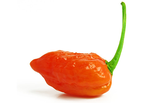  Red Bhut Jolokia Pod 