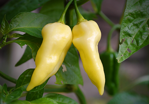  White Bhut Jolokia Chilli Plant 