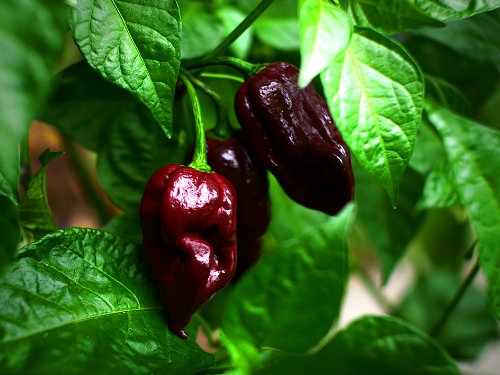  Chocolate Bhutlah Chilli Plant 