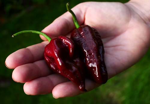  Chocolate Bhutlah Pods 
