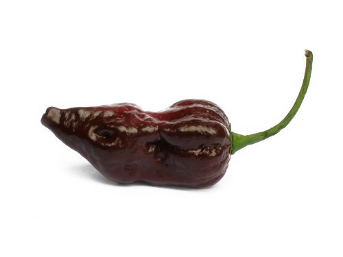  Chocolate Bhutlah Chilli 