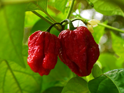  Borg 9 Chilli Plant 