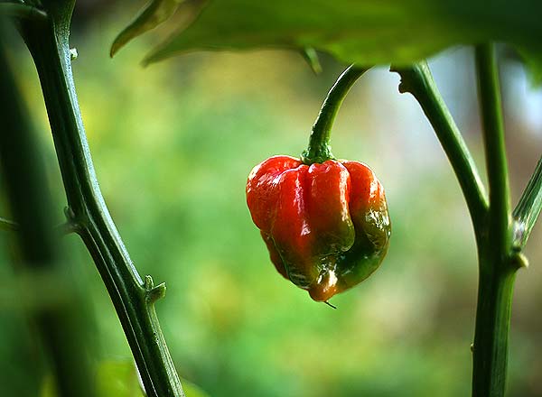  Butch T Scorpion Chilli Plant 
