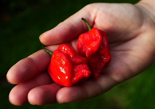  Butch T Scorpion Pods 