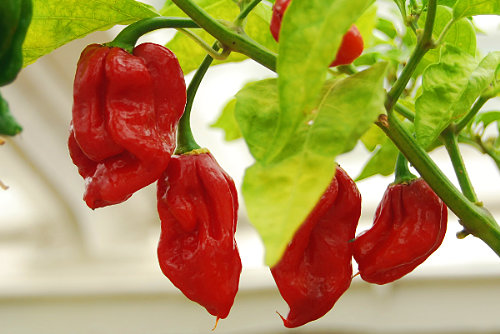  Butch T Scorpion Plant 