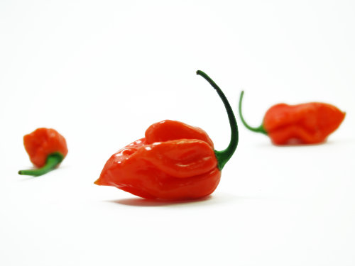  Butch T Scorpion Chillies 