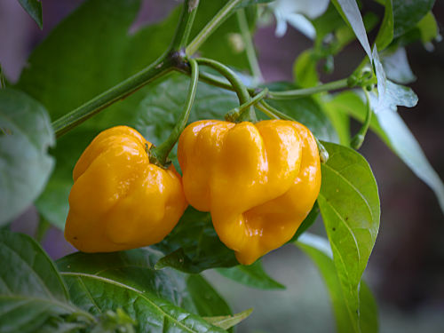 Yellow Butch T Scorpion Chilli Plant 
