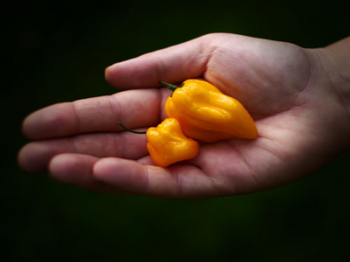  Yellow Butch T Scorpion Pods 