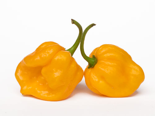  Yellow Butch T Scorpion Chillies 