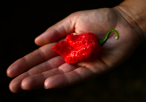  Carolina Reaper Pod 