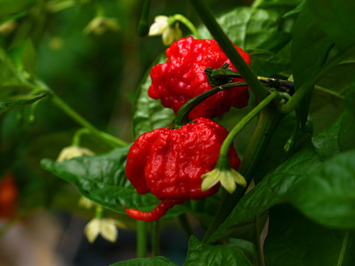  Carolina Reaper Chilli Plant 