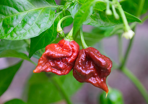  Chocolate Carolina Reaper Chilli Plant 