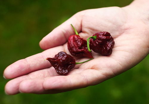  Chocolate Carolina Reaper Pods 