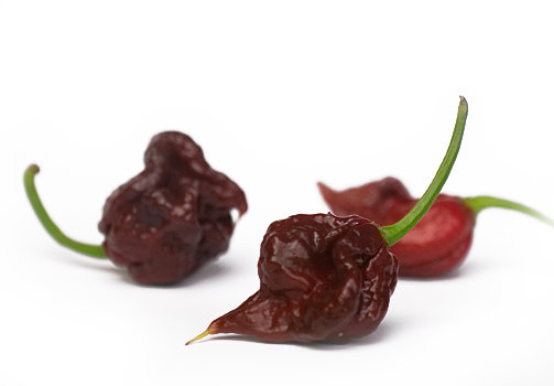  Chocolate Carolina Reaper Chillies 