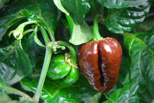  Douglah Chilli Plant 